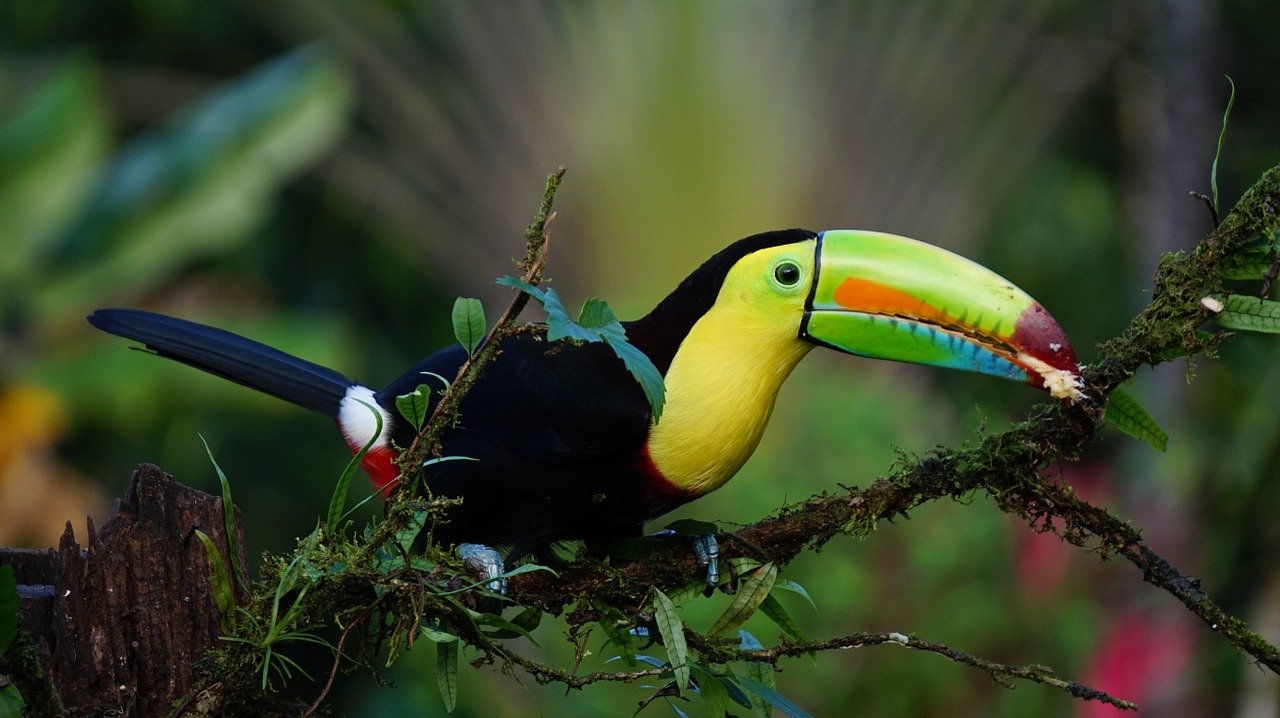 toucan costa rica