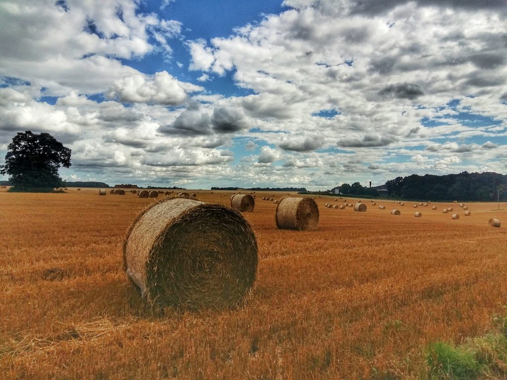 suffolk fields