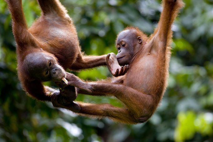sepilok orangutan rehabillitation center borneo malaysia