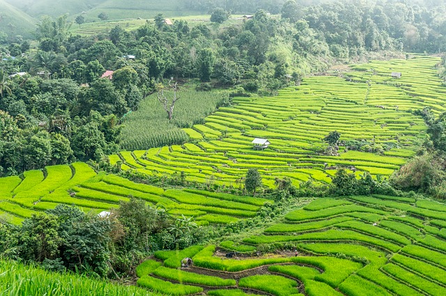 rice terraces thailand