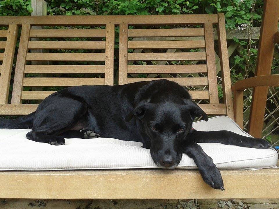 harvey dog house sitting