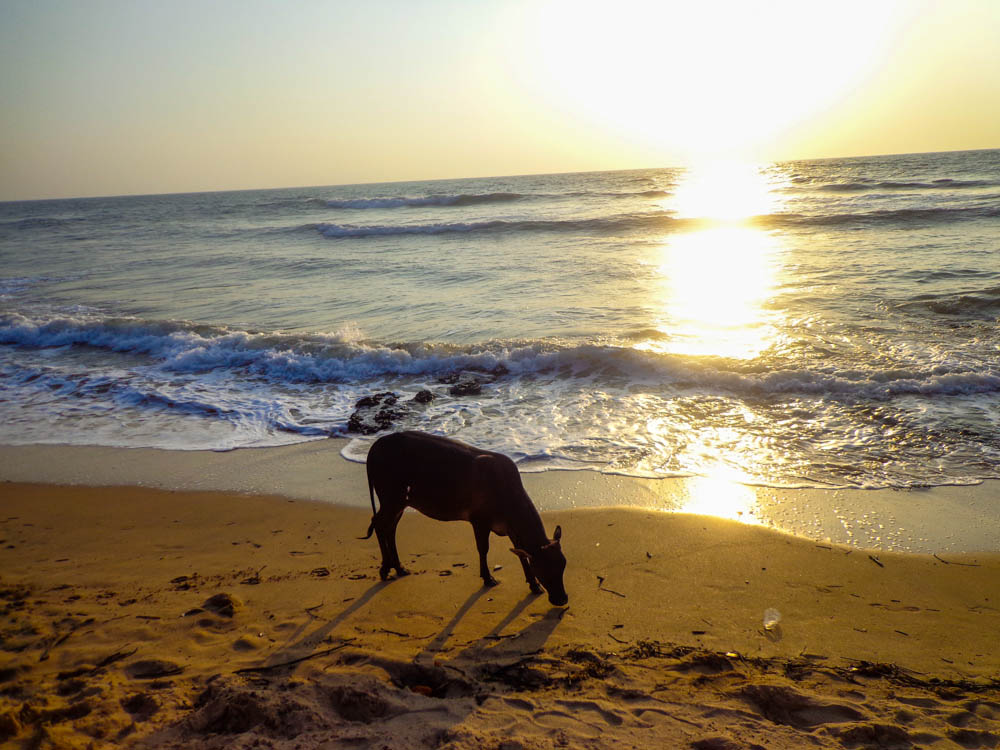 cow goa sunset