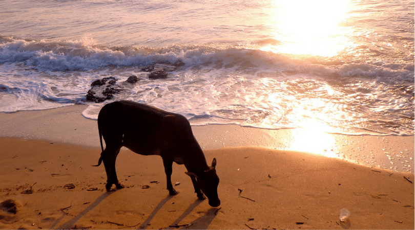 cows on the beach in Goa