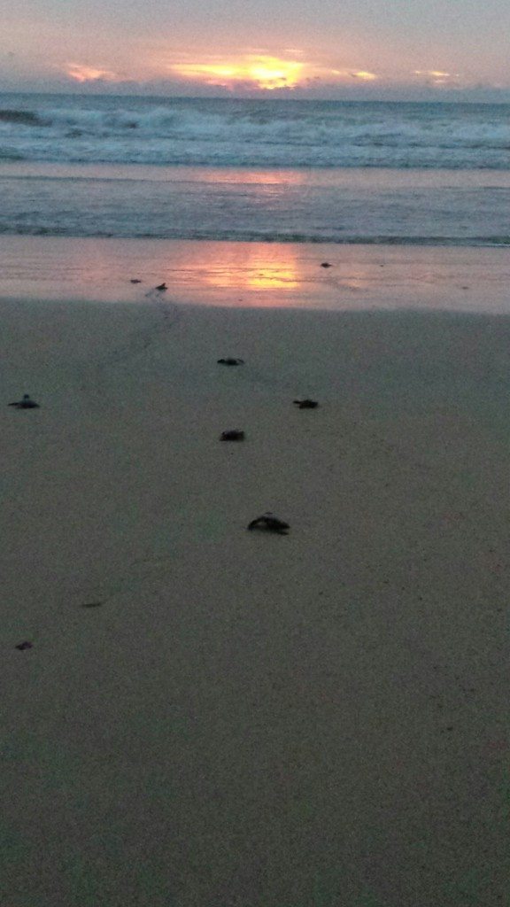 Releasing turtles at sunset