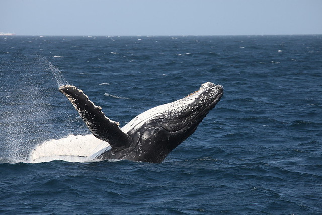 Whale breaching