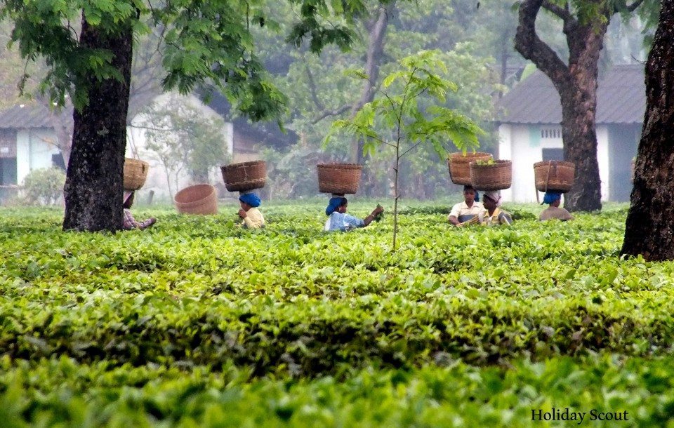 7-tea-garden-in-assam