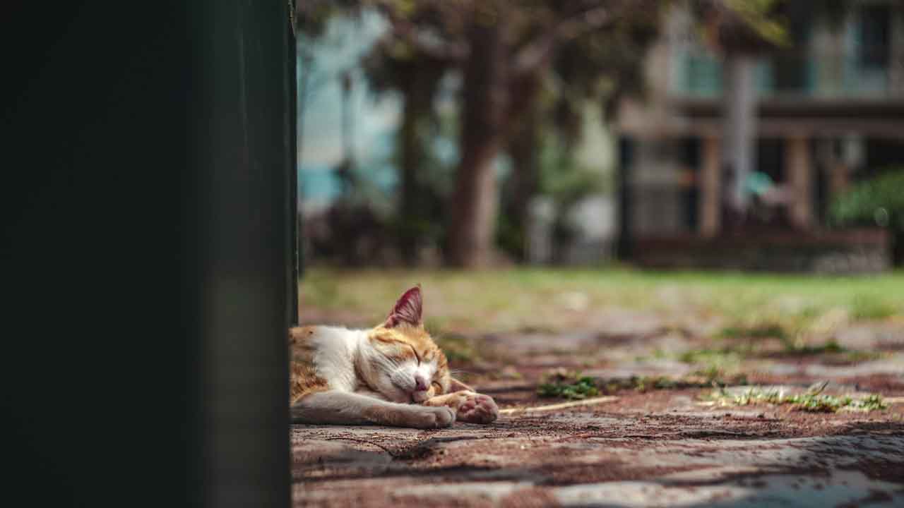 Cat siesta photo by Alex Plesovskich on unsplash