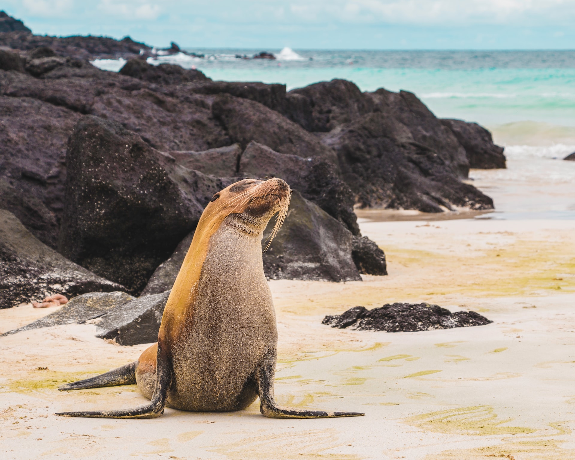 seal galapagos