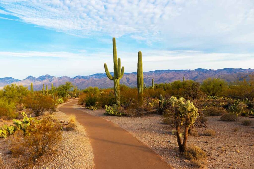 arizona-desert-cactus