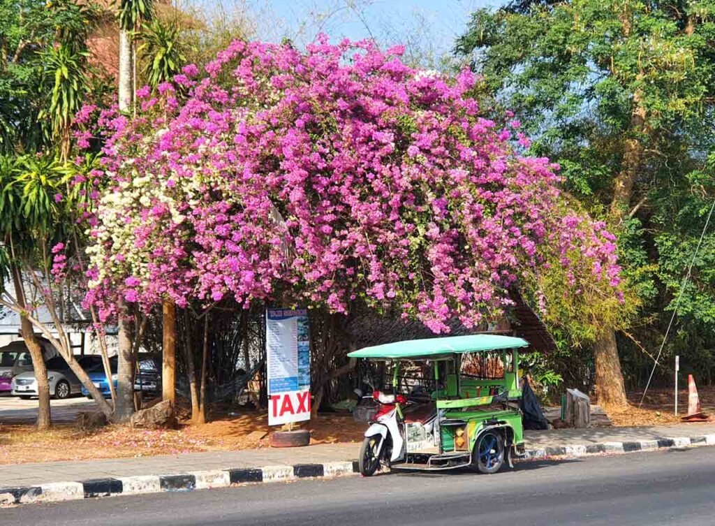 krabi tuk tuk and pink flowers