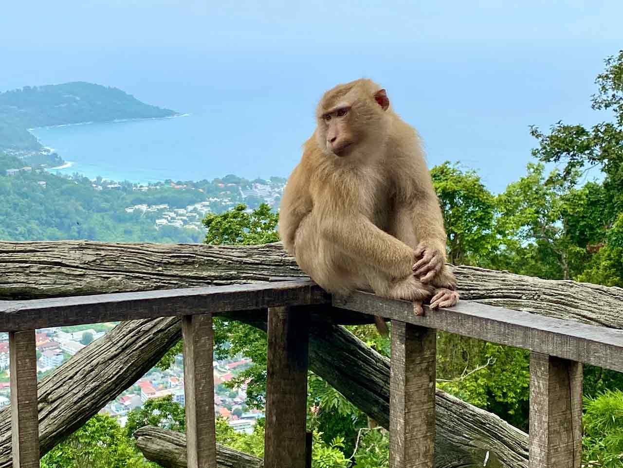 monkeys at the big buddha phuket