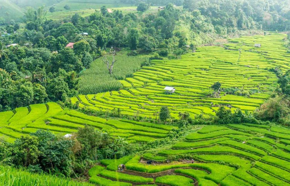 green rice fields on a day trips from chiang mai