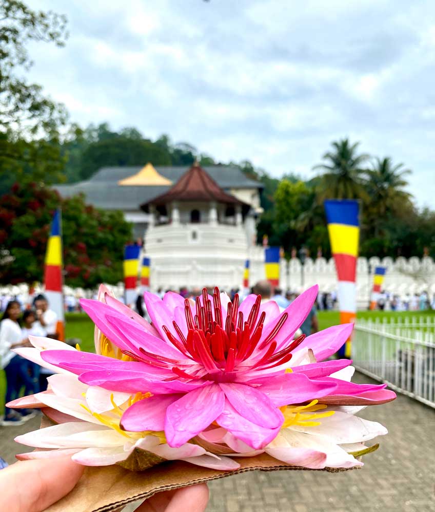 flower at temple of the tooth in kandy