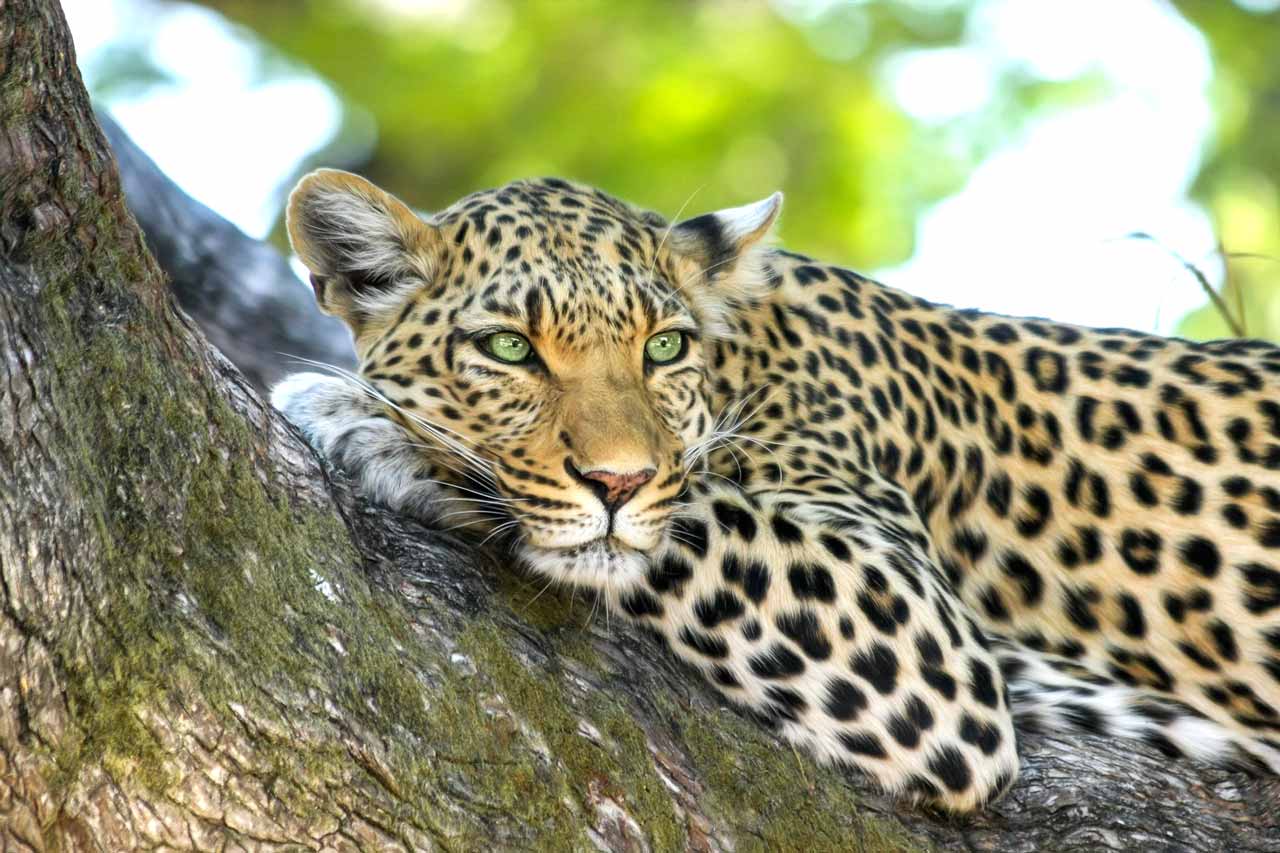 leopard
