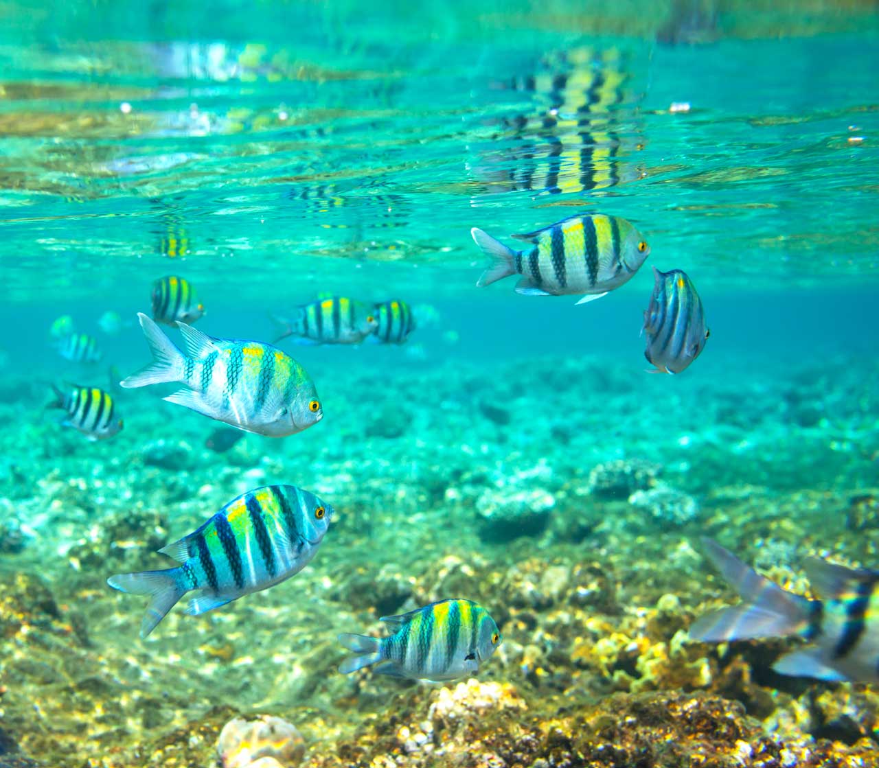 coral fish andaman sea