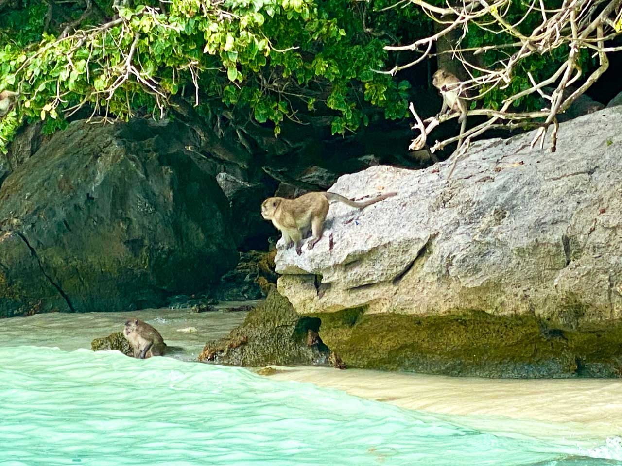 monkey beach koh phi phi