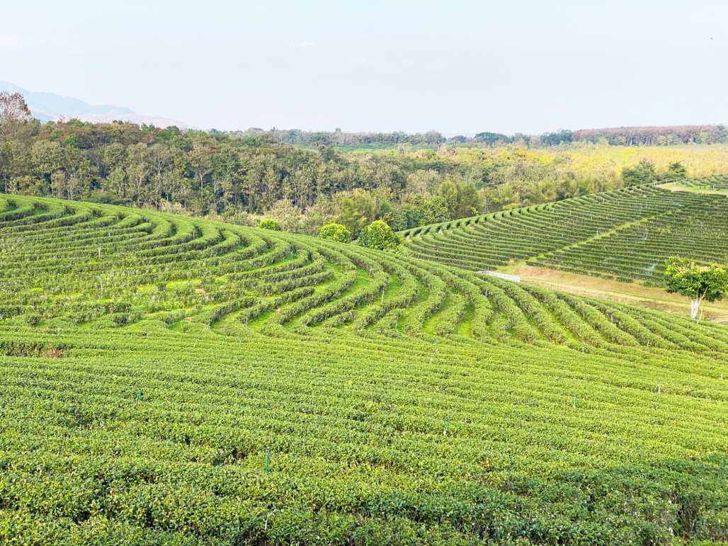 tea plantations in chiang rai