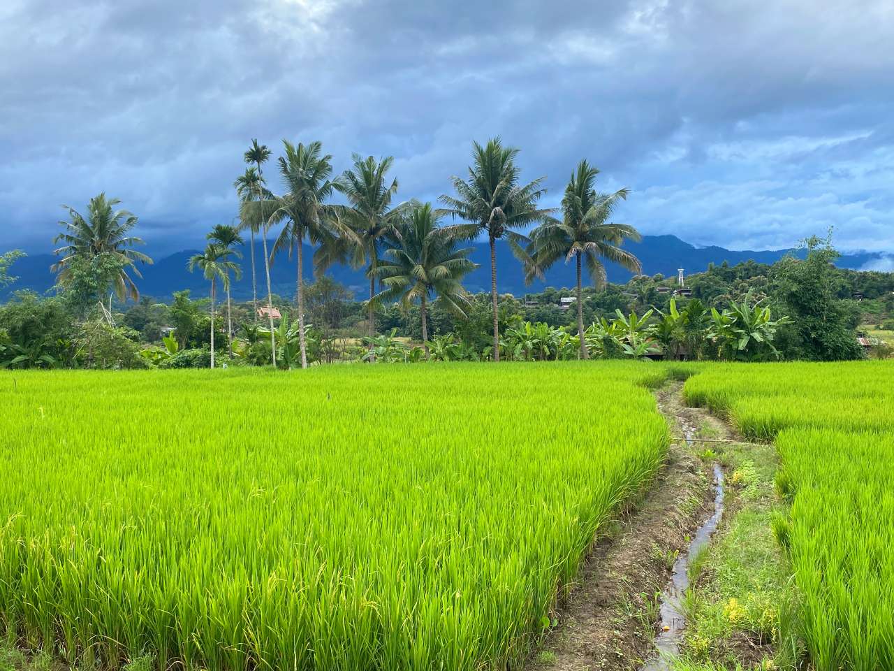 pai rice fields